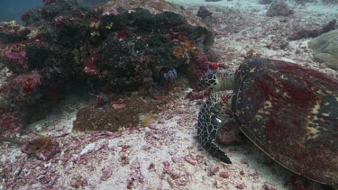 Hawksbill Sea Turtle feeding on a reef