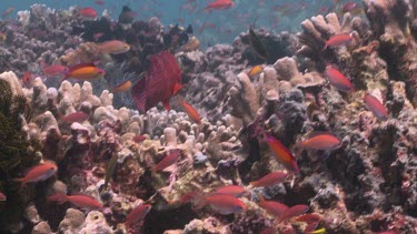 Coral Trout and Reef Fish over a coral reef