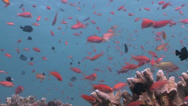 School of Redfin Anthias and colourful Reef Fish