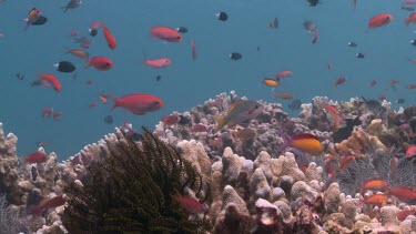 School of Threadfin Anthias, Redfin Anthias and colourful Reef Fish