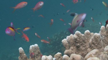 School of Threadfin Anthias, Redfin Anthias and colourful Reef Fish