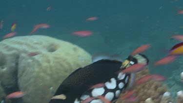 Clown Triggerfish swimming behind Stinging Hydroids