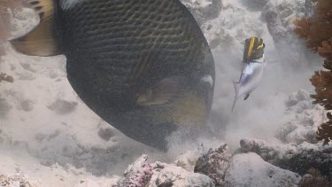 Titan Triggerfish foraging on the ocean floor