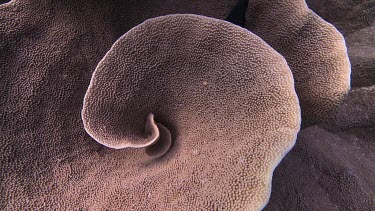 Close up of Cabbage Coral