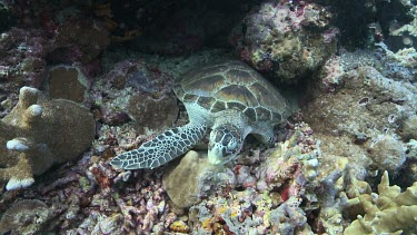 Green Sea Turtle yawning and resting on Benthos