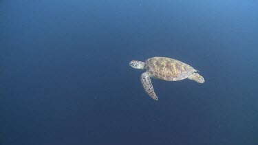 Green Sea Turtle swimming in open water