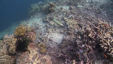 Young Humphead Wrasse on a reef