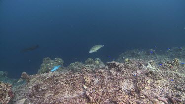 Young Humphead Wrasse