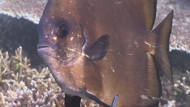 Bluestreak Cleaner Wrasse cleaning Golden Spadefish