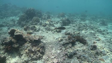 Triggerfish swimming aggressively