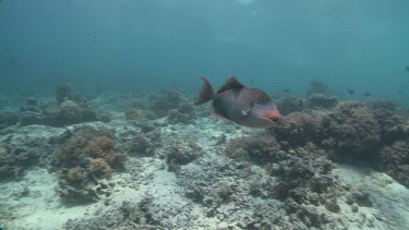 Triggerfish swimming aggressively