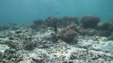 Triggerfish swimming aggressively