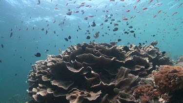 Schools of Bicolour Chromis and Anthias over coral