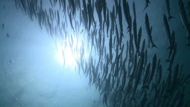 School of Barracuda in sunlit water