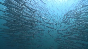 School of Barracuda in sunlit water