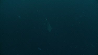 Whitetip Reef Shark swimming in dark water off the edge of a reef