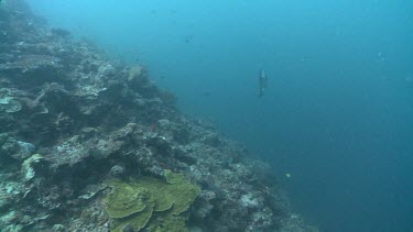 Giant Trevally swimming by a reef