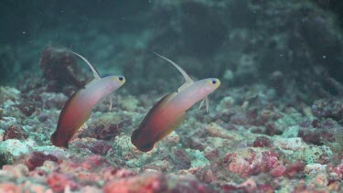 Pair of Fire Dartfish hover then disappear into their holes