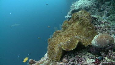 Large Sea Anemone on a coral reef