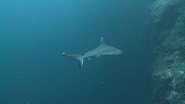 Whitetip Reef Shark swimming along the edge of a coral reef