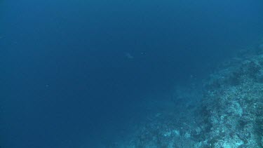 Whitetip Reef Shark swimming along the distant edge of a coral reef