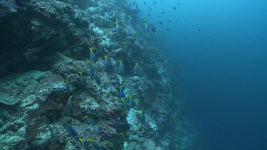 School of Triggerfish and other fish along the edge of a coral reef