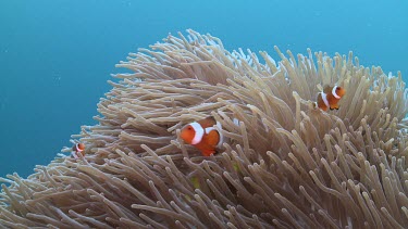 Anemonefish hiding in a Sea Anemone