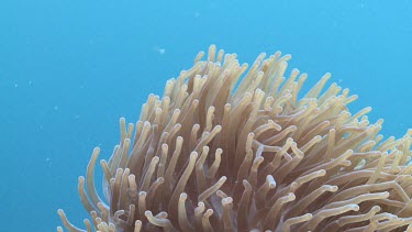 Sea Anemone tentacles waving in the current