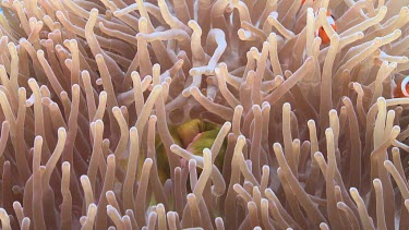 Close up of Anemonefish hiding in a Sea Anemone