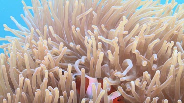 Close up of Anemonefish hiding in a Sea Anemone