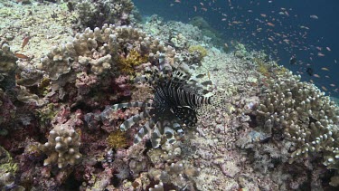 Lionfish with pectoral fins extended on a coral reef