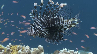 Lionfish drifting with the current