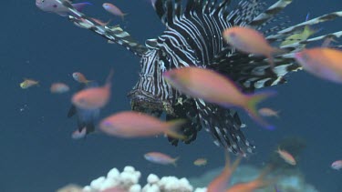 Lionfish drifting with the current