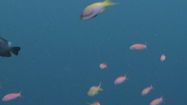 School of Threadfin Anthias, Redfin Anthias and colourful Reef Fish