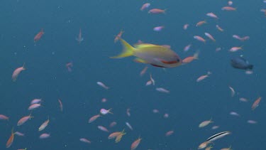 School of Threadfin Anthias, Redfin Anthias and colourful Reef Fish