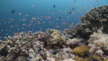 School of Threadfin Anthias, Redfin anthias, Threespot Dascyllus and colourful Reef Fish