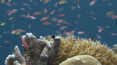 School of Threadfin Anthias, Redfin anthias, Threespot Dascyllus and colourful Reef Fish