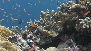 School of Ornate Butterflyfish, Threadfin Anthias, Pseudanthias Huchtii, and colourful Reef Fish