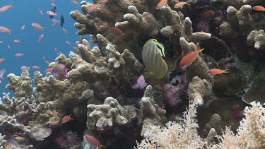 School of Ornate Butterflyfish, Threadfin Anthias, Redfin Anthias, and colourful Reef Fish