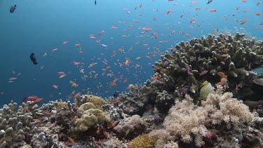 School of Ornate Butterflyfish, Threadfin Anthias, Redfin Anthias, and colourful Reef Fish