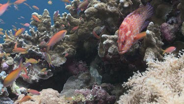 Coral Grouper and school of Ornate Butterflyfish, Threadfin Anthias, Redfin Anthias, and colourful Reef Fish