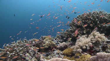 Various colourful fish over a coral reef