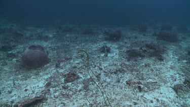 Whitetip Reef Sharks swimming by Sea Whips on the ocean floor