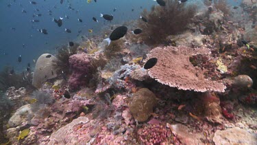 Schools of colourful fish on a coral reef