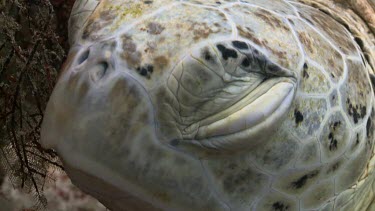 Close up of a sleeping Green Sea Turtle's eye