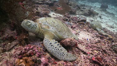 Close up of Green Sea Turtle waking up
