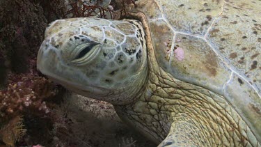 Close up of Green Sea Turtle waking up