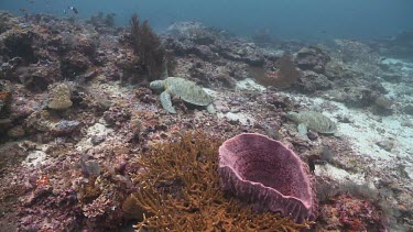Pair of Green Sea Turtles sleeping on coral reef Sponges