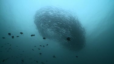 Large, swirling school of fish