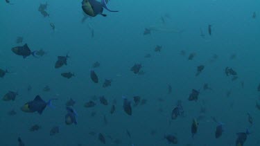 Grey Reef Shark swimming behind school of Redtoothed Triggerfish